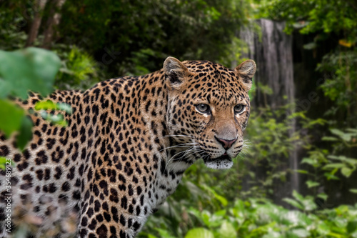 Javan leopard (Panthera pardus melas) hunting in tropical rainforest, native to the Indonesian island of Java