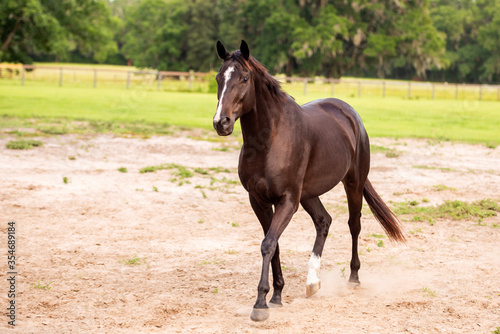 Portrait of a dressage and jumping horse in pasture, brown with white on it's face. 