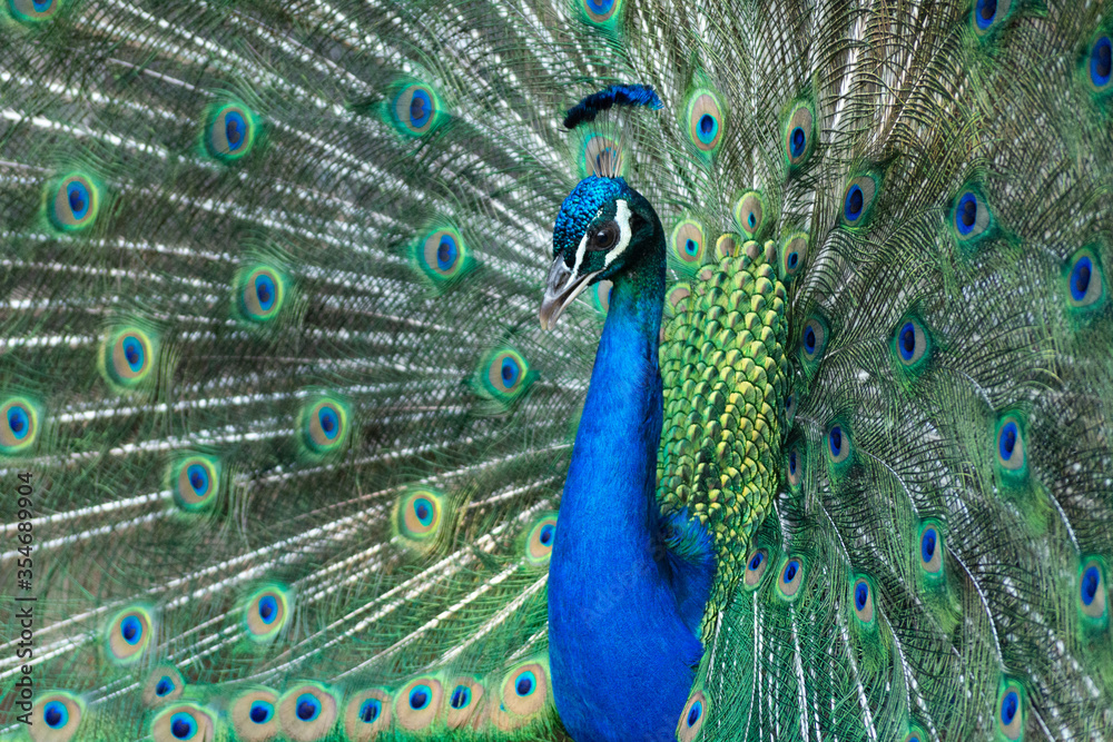 Obraz premium Peacock outlining next to chickens