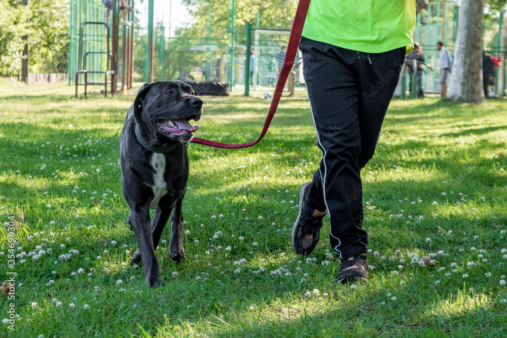 Big young cane corso playing in the grass with owner Big young cane corso playing in the grass with owner
