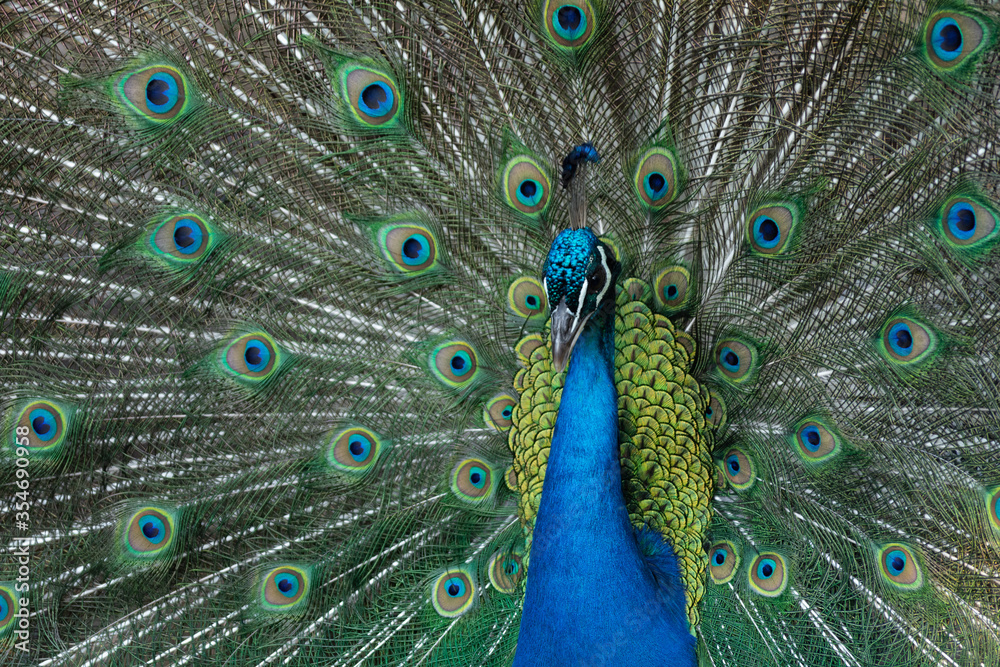 Fototapeta premium Peacock outlining next to chickens