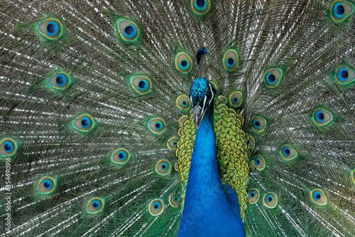 Peacock outlining next to chickens

