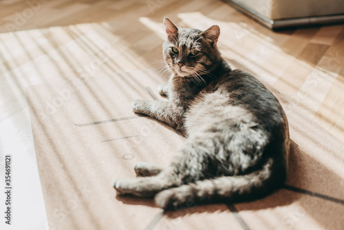 A handsome adult short-haired striped cat without breed lies on the floor at home in the sun.