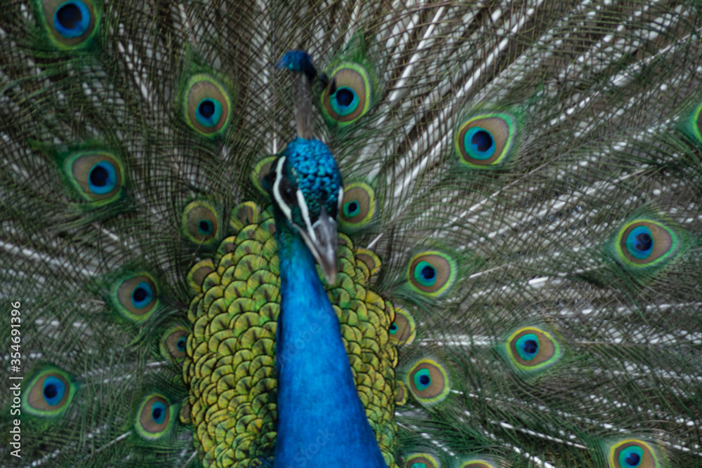 Obraz premium Peacock outlining next to chickens