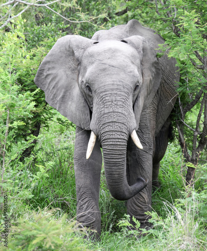 African elephant with tusks goes straight.