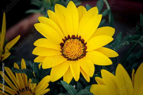 Gazania Rigens Flower