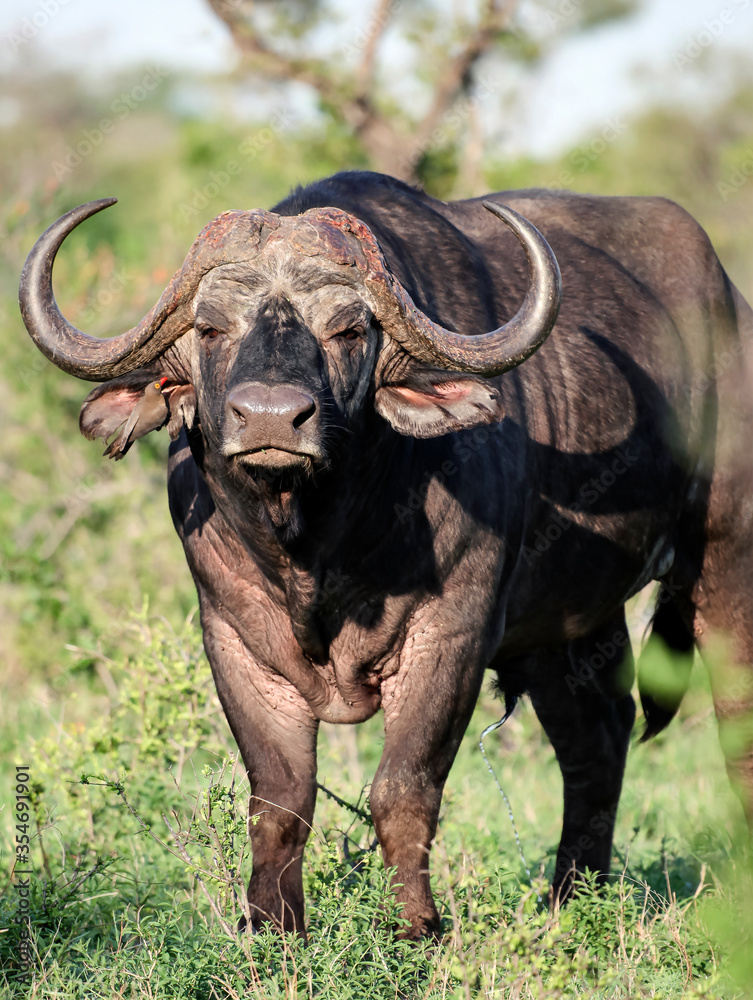 Excited, aggressive bull Buffalo is preparing to attack Excited, aggressive bull Buffalo is preparing to attack