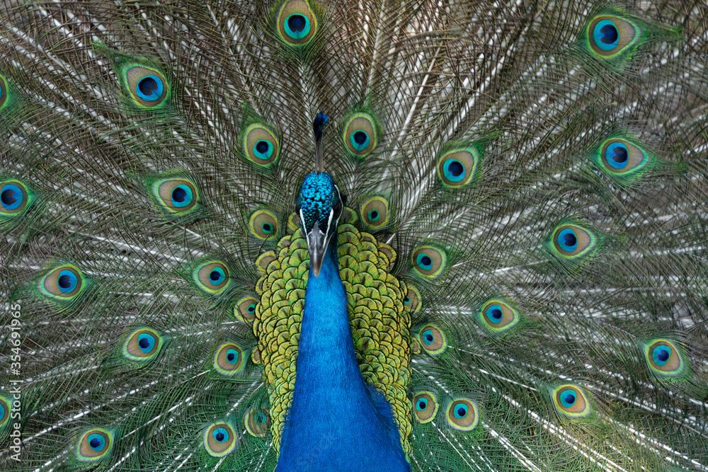 Obraz premium Peacock outlining next to chickens