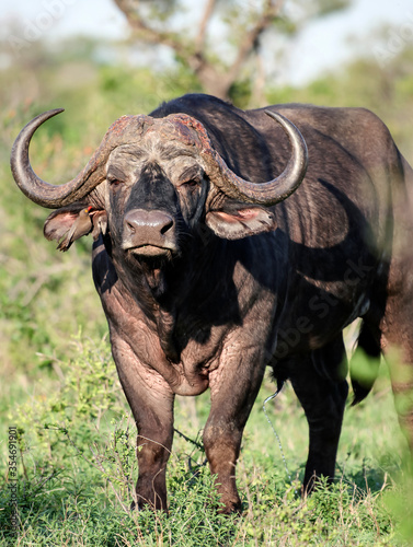 Excited  aggressive bull Buffalo is preparing to attack