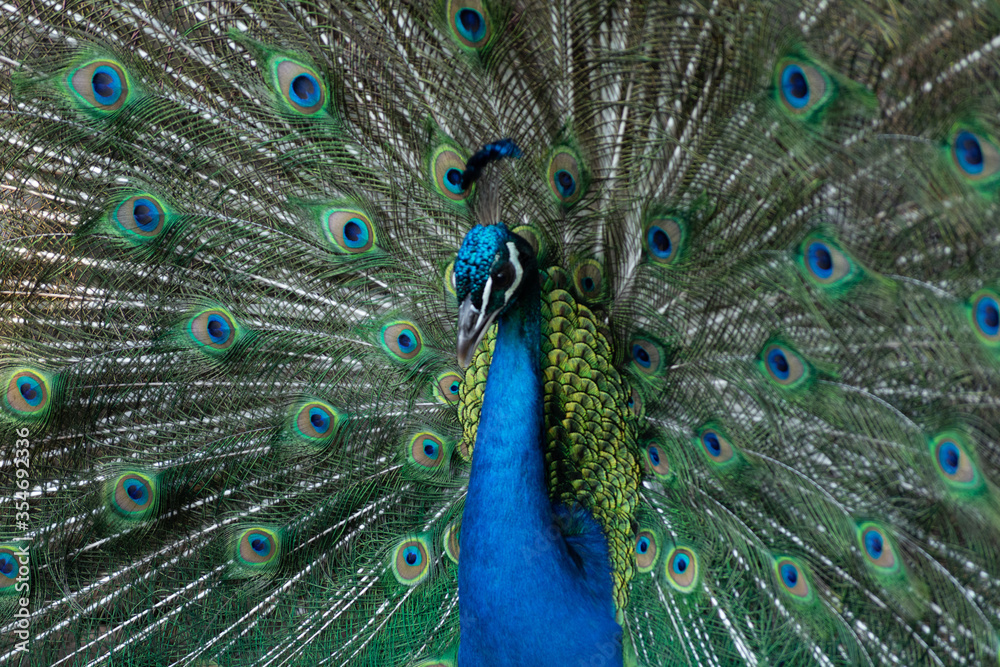 Fototapeta premium Peacock outlining next to chickens