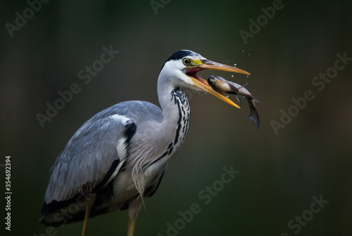 Grey heron hunting fish