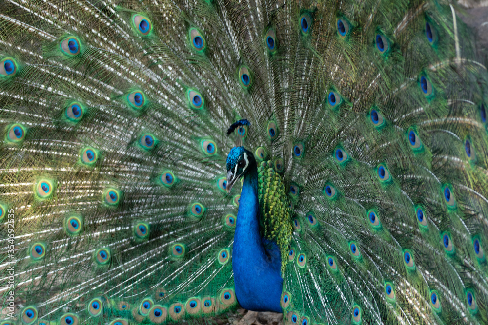 Obraz premium Peacock outlining next to chickens