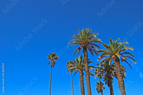 Tropical Date palms against bright blue sky © Вера Тихонова