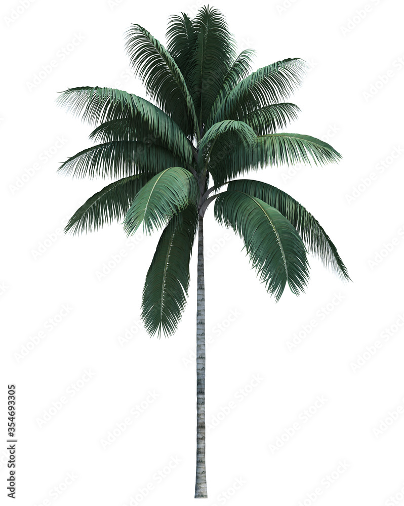 Obraz premium Nature object coconut tree isolated white background