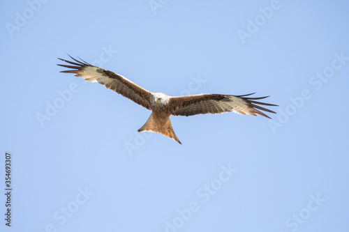 Rotmilan  lat.  Milvus Milvus  engl   red kite  in Deutschland  Hessen 