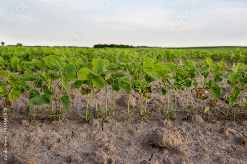 Soybean plants in sandy ground photo