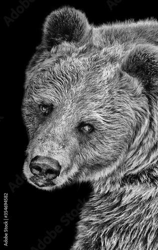 Barcelona, Spain, September 27, 2014: Bear gaze at Barcelona Zoo