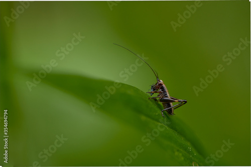 A cricket catching its pray on a leaf