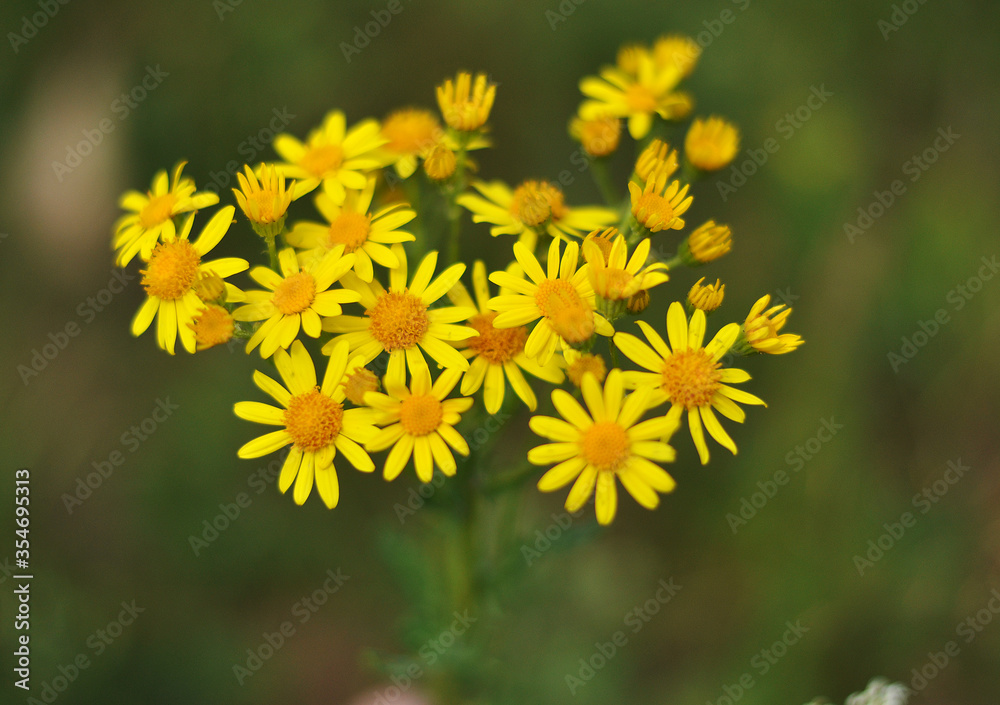 Obraz premium yellow dandelion flower