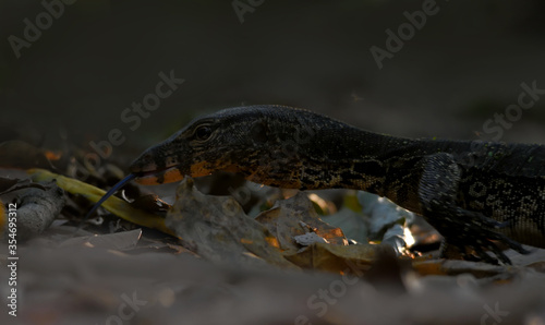 bengal monitor lizard in a jungle