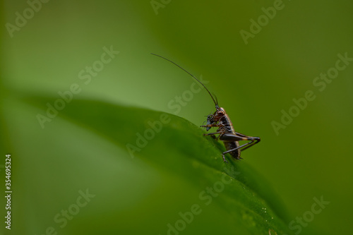 A cricket catching its pray on a leaf