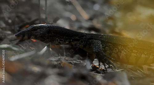 bengal monitor lizard in a jungle