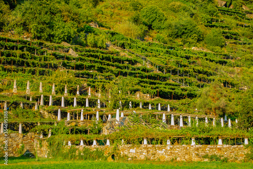 Terraced vineyards near Bard (Aosta, Italy).