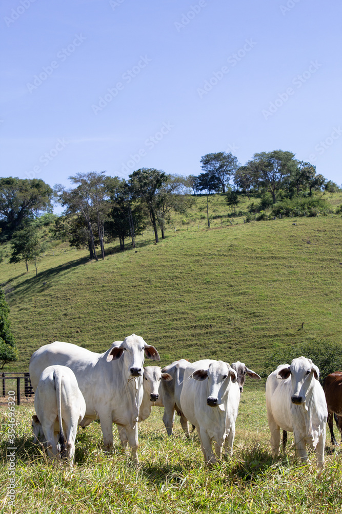Fototapeta premium Nelore at sun in the pasture of a farm in Brazil. Livestock concept. Cattle for fattening. Agriculture.