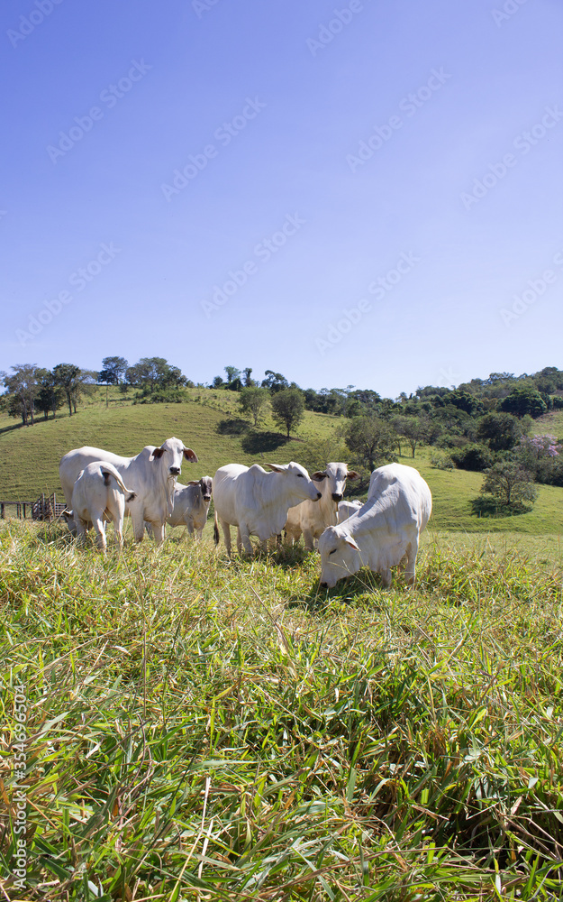 Fototapeta premium Nelore at sun in the pasture of a farm in Brazil. Livestock concept. Cattle for fattening. Agriculture.