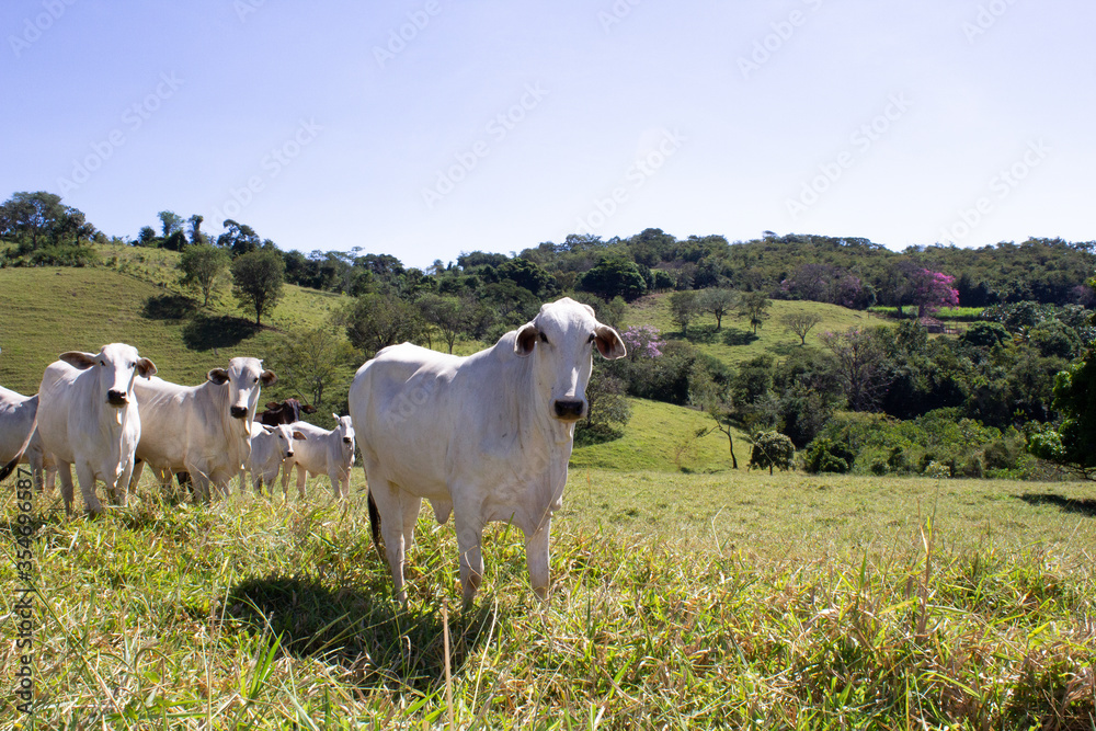 Nelore at sun in the pasture of a farm in Brazil. Livestock concept. Cattle for fattening. Agriculture. Nelore at sun in the pasture of a farm in Brazil. Livestock concept. Cattle for fattening. Agriculture.