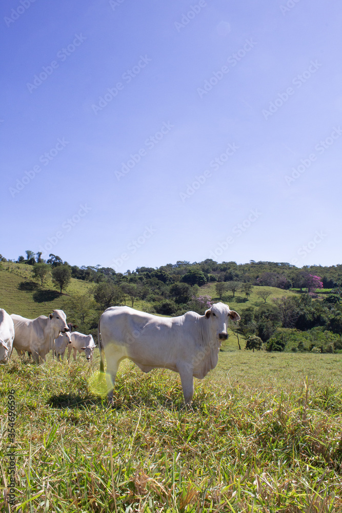 Nelore at sun in the pasture of a farm in Brazil. Livestock concept. Cattle for fattening. Agriculture. Nelore at sun in the pasture of a farm in Brazil. Livestock concept. Cattle for fattening. Agriculture.