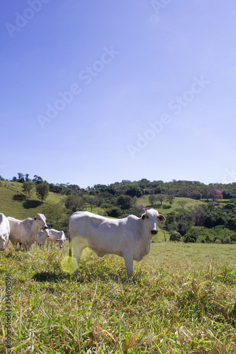 Fototapeta Naklejka Na Ścianę i Meble -  Nelore at sun in the pasture of a farm in Brazil. Livestock concept. Cattle for fattening. Agriculture.