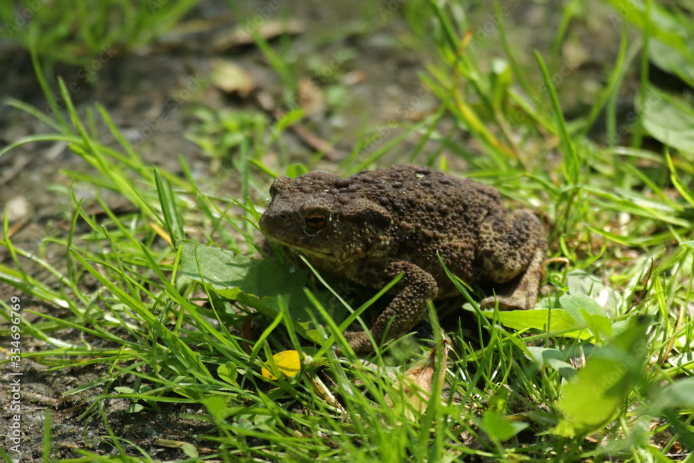 Toad in the grass in Biebrza National Park, Poland Toad in the grass in Biebrza National Park, Poland