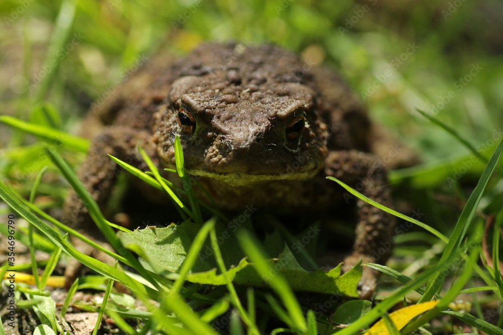 Fototapeta premium Toad in the grass in Biebrza National Park, Poland