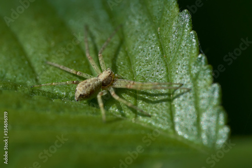 A tiny spider wlaking on a green leaf