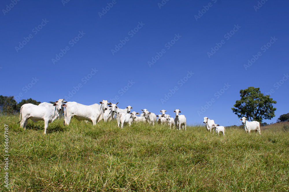 Fototapeta premium Nelore at sun in the pasture of a farm in Brazil. Livestock concept. Cattle for fattening. Agriculture.