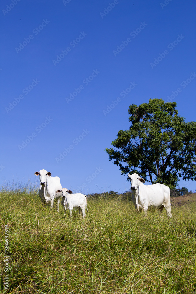 Fototapeta premium Nelore at sun in the pasture of a farm in Brazil. Livestock concept. Cattle for fattening. Agriculture.
