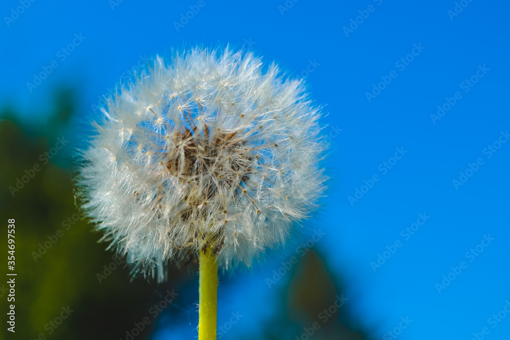 dandelion seed head