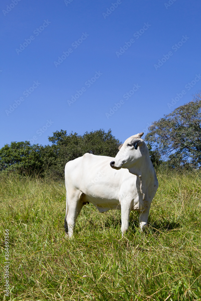 Nelore at sun in the pasture of a farm in Brazil. Livestock concept. Cattle for fattening. Agriculture. Nelore at sun in the pasture of a farm in Brazil. Livestock concept. Cattle for fattening. Agriculture.