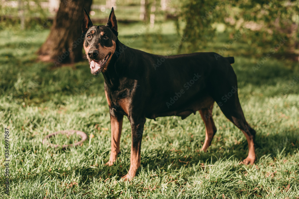 Portrait of a beautiful black with brown dog breed Doberman standing in the park on the green grass in summer. Portrait of a beautiful black with brown dog breed Doberman standing in the park on the green grass in summer.