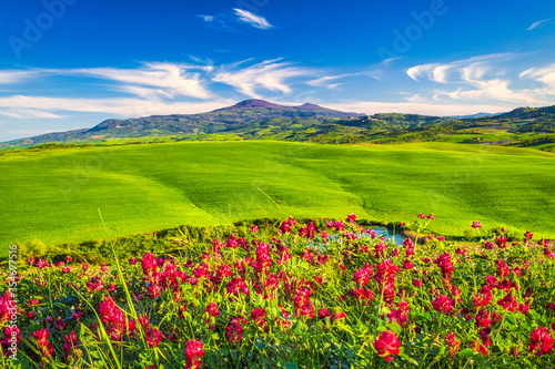 Landscape with flowers in foreground, Val d'Orcia valley of Tuscany in spring time, Italy.