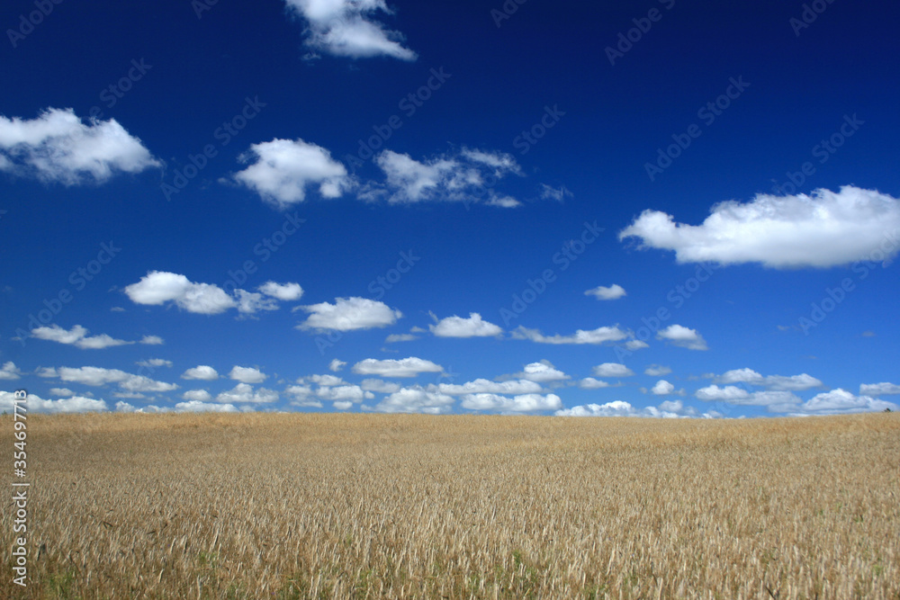 Golden wheat field in Bory Tucholskie National Park, Poland Golden wheat field in Bory Tucholskie National Park, Poland