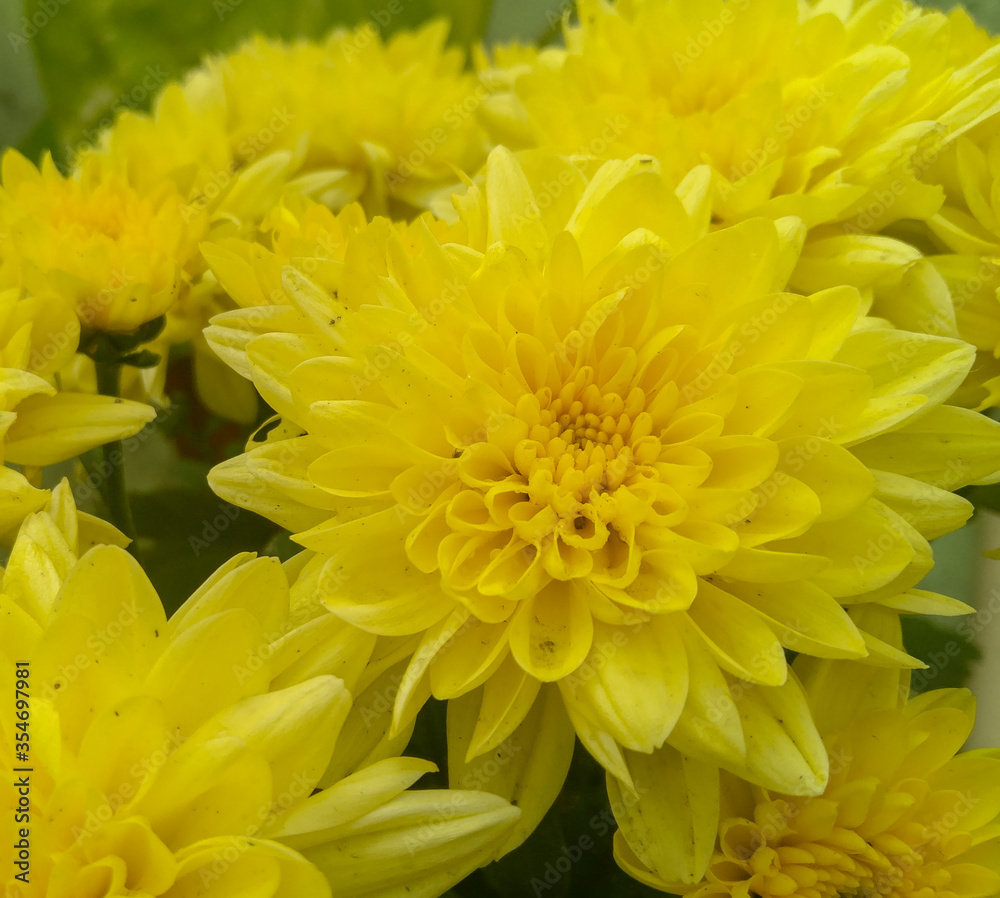 yellow chrysanthemum flower background yellow chrysanthemum flower background