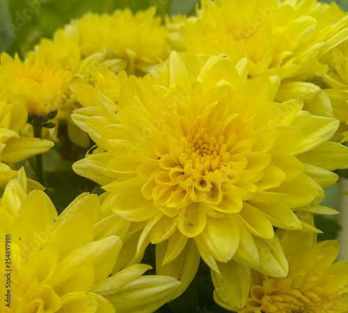 yellow chrysanthemum flower background