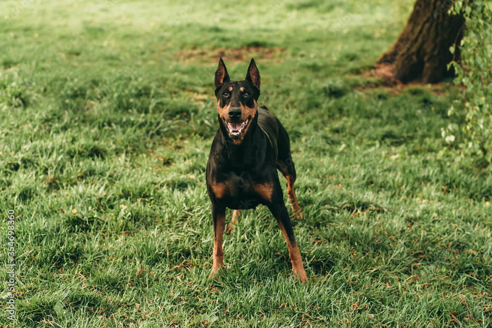 Portrait of a beautiful black with brown dog breed Doberman standing in the park on the green grass in summer. Portrait of a beautiful black with brown dog breed Doberman standing in the park on the green grass in summer.