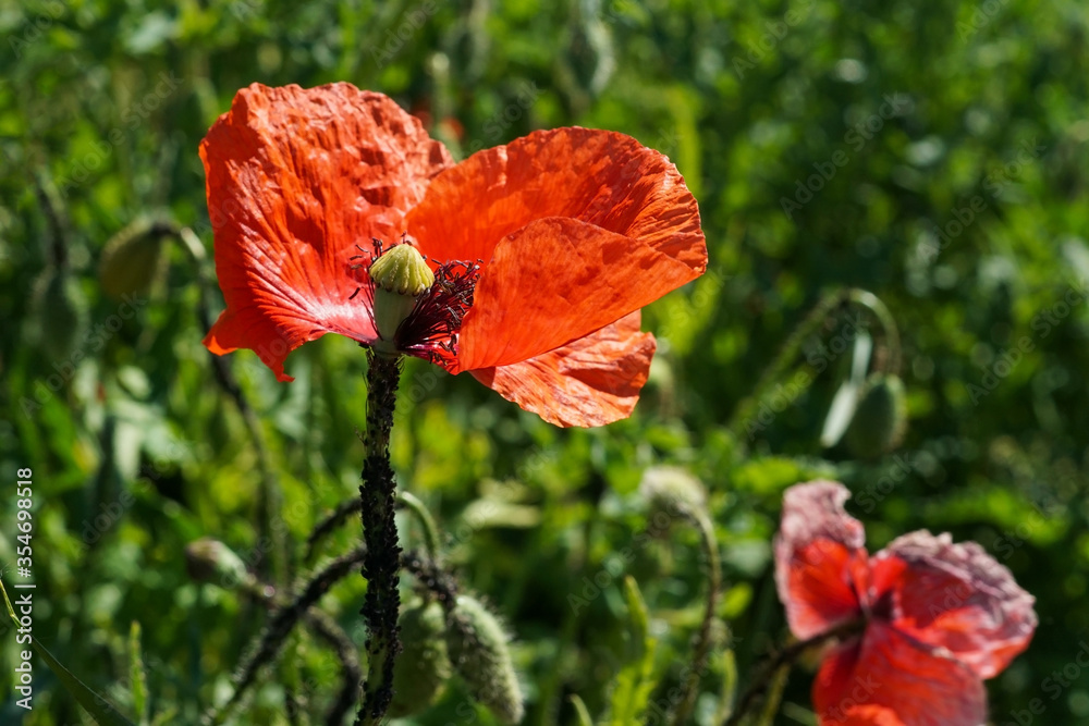 Fototapeta premium red poppy flower on a field