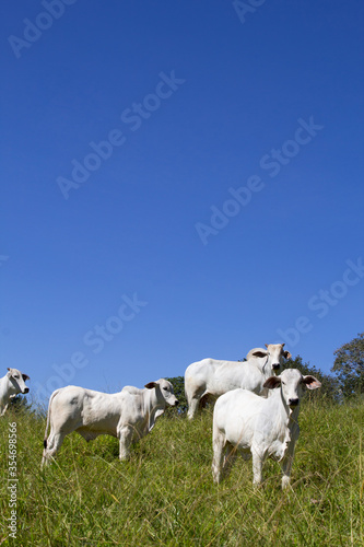 Fototapeta Naklejka Na Ścianę i Meble -  Nelore at sun in the pasture of a farm in Brazil. Livestock concept. Cattle for fattening. Agriculture.