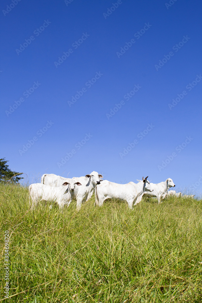 Fototapeta premium Nelore at sun in the pasture of a farm in Brazil. Livestock concept. Cattle for fattening. Agriculture.