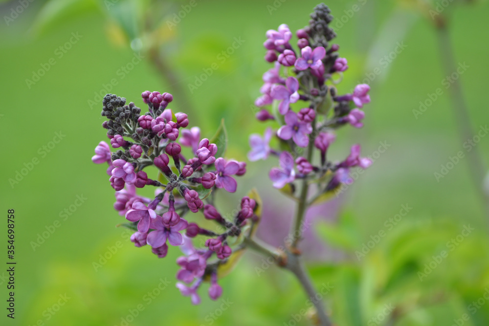 Lilac branch bloom. Spring blue lilac flowers closeup on blurred background.