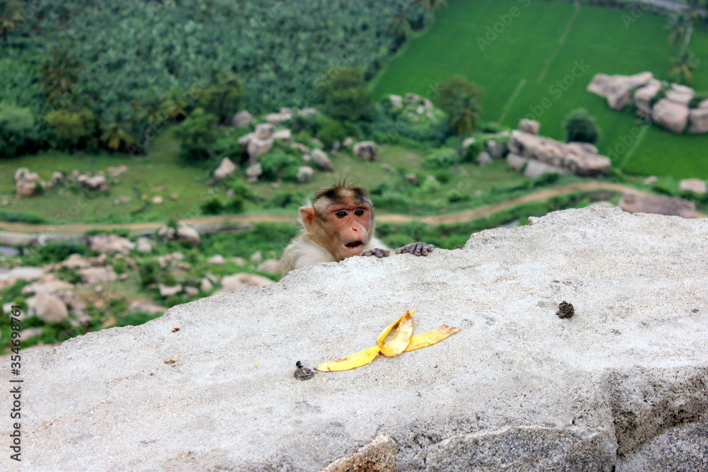 monkey at hampi
